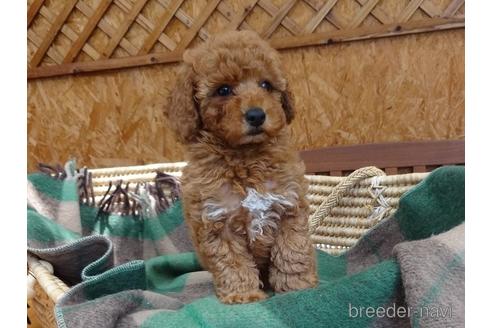 成約済の宮城県のトイプードル-142646の8枚目